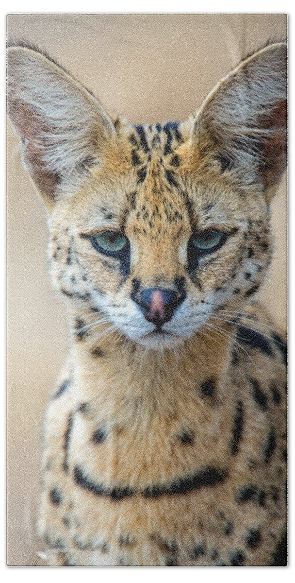Photography Beach Towel featuring the photograph Close-up Of Serval Leptailurus Serval by Panoramic Images