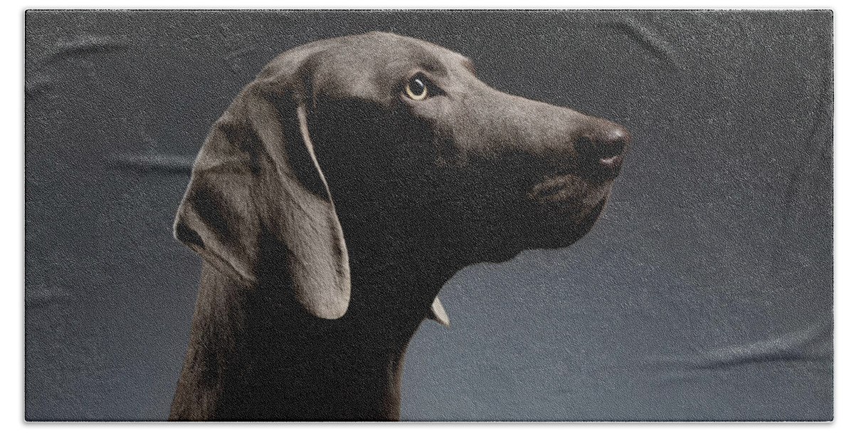 Dog Beach Towel featuring the photograph Close-up Portrait Weimaraner dog in Profile view on white gradient by Sergey Taran