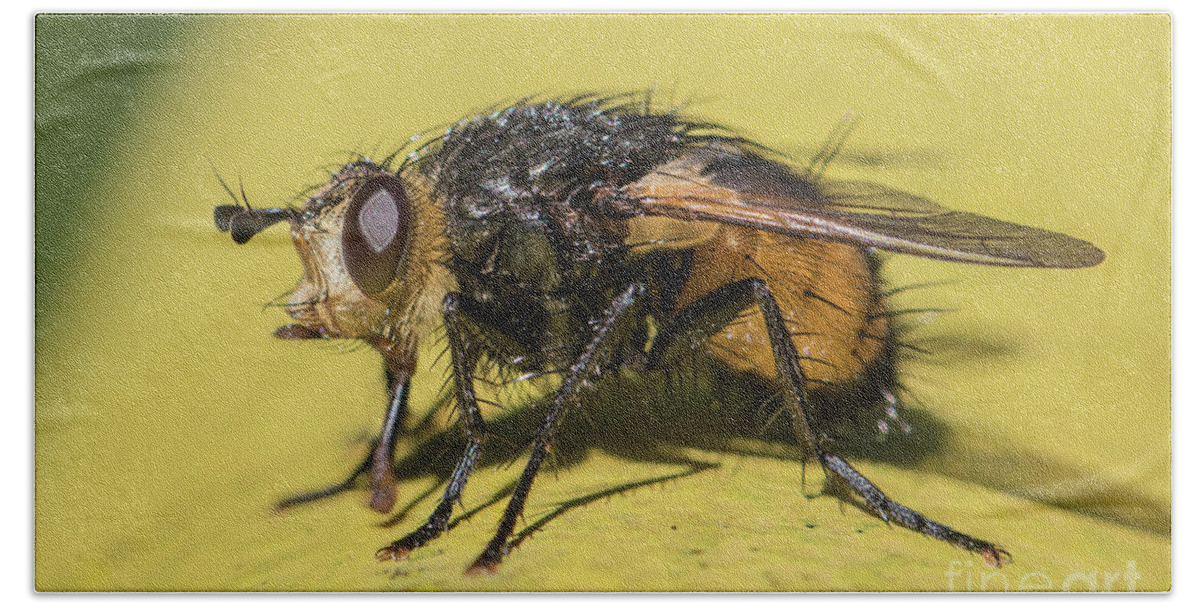 Animal Beach Towel featuring the photograph Close up - Tachinid fly - Nowickia ferox by Jivko Nakev