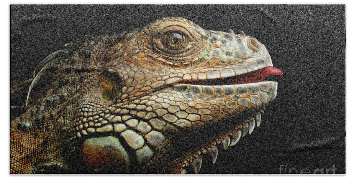 Iguana Beach Sheet featuring the photograph Close-upGreen Iguana Isolated on Black Background by Sergey Taran