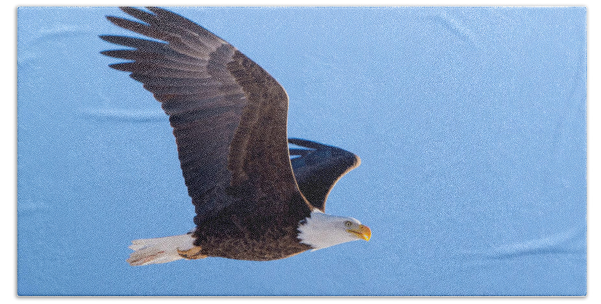 Bald Eagle Beach Towel featuring the photograph Closest Approach by David F Hunter
