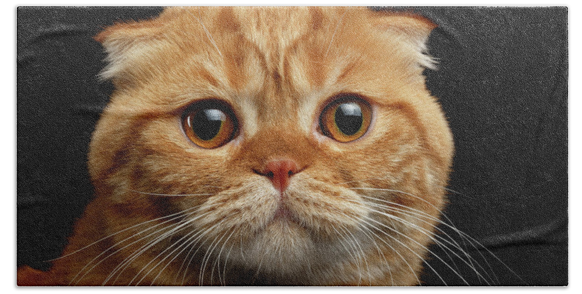 Cat Beach Sheet featuring the photograph Closeup Ginger Scottish Fold Cat Looking in camera isolated on Black by Sergey Taran