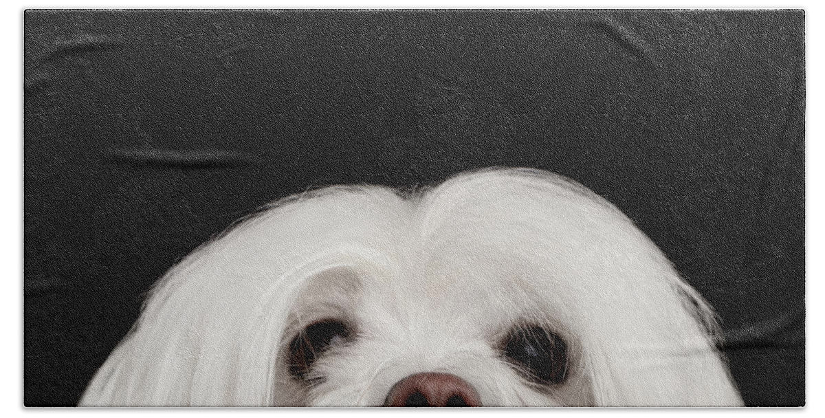 Maltese Beach Towel featuring the photograph Closeup Nosey White Maltese Dog Looking in Camera isolated on Black background by Sergey Taran