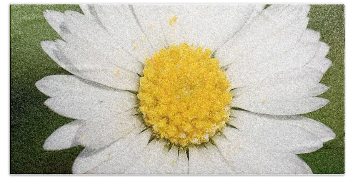 Common Daisy Beach Sheet featuring the photograph Closeup of a Beautiful Yellow and White Daisy flower by Taiche Acrylic Art
