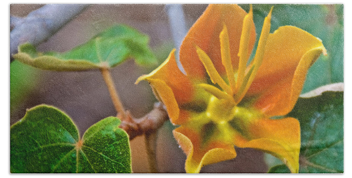 Close-up Of Xchiranthofremontia Lenzi In Rancho Santa Ana Botanic Gardens In Claremont Beach Towel featuring the photograph Closeup of XChiranthofremontia lenzii in Rancho Santa Ana Botanic Garden in Claremont-California by Ruth Hager
