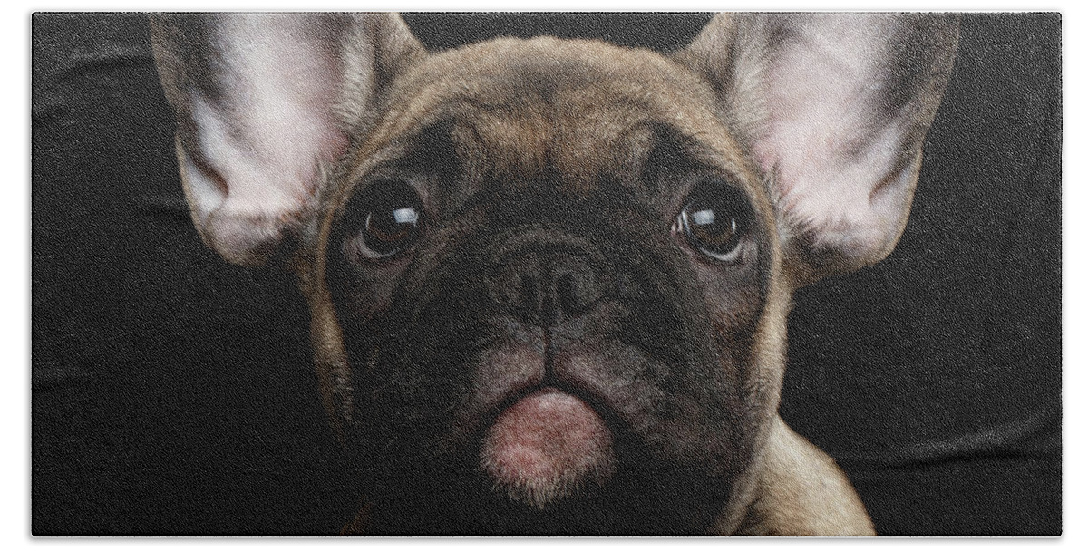 #faatoppicks Beach Sheet featuring the photograph Closeup Portrait French Bulldog Puppy, Cute Looking in Camera by Sergey Taran
