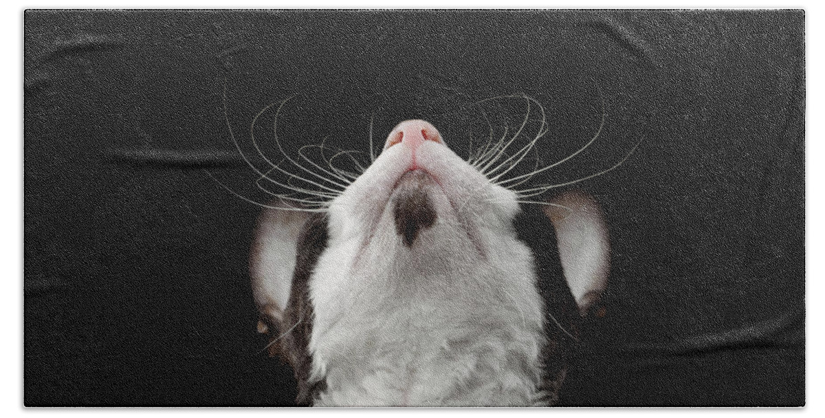 Cat Beach Sheet featuring the photograph Closeup Portrait of Cornish Rex Looking Up Isolated on Black by Sergey Taran