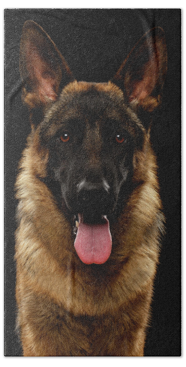 Dog Beach Towel featuring the photograph Closeup Portrait of German Shepherd on Black by Sergey Taran