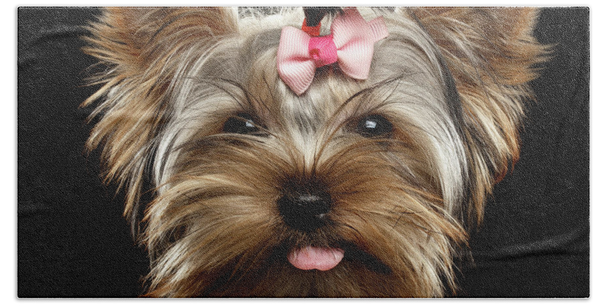 Terrier Beach Towel featuring the photograph Closeup Portrait of Yorkshire Terrier Dog on Black background by Sergey Taran