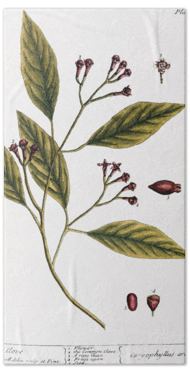 1730s Beach Towel featuring the photograph Cloves, 1735 by Granger