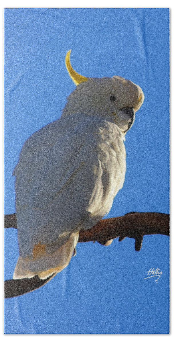Bird Beach Towel featuring the photograph Cockatoo by Linda Hollis