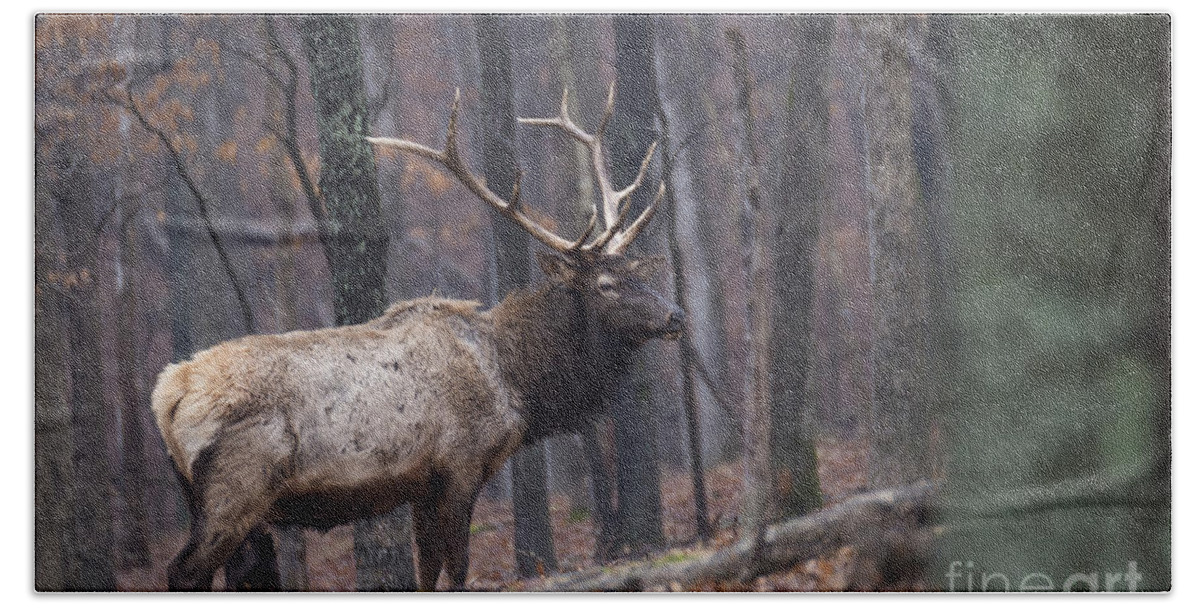 Bull Beach Sheet featuring the photograph Chilly Misty Morning by Andrea Silies