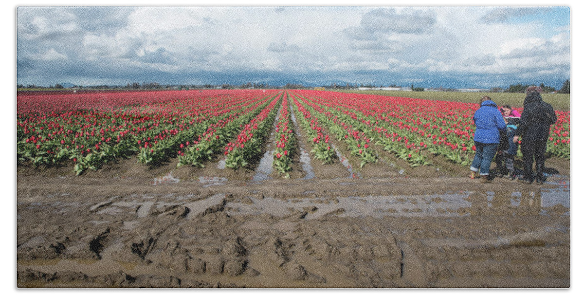 Cold Wet Tulip Viewers Beach Towel featuring the photograph Cold Wet Tulip Viewers by Tom Cochran