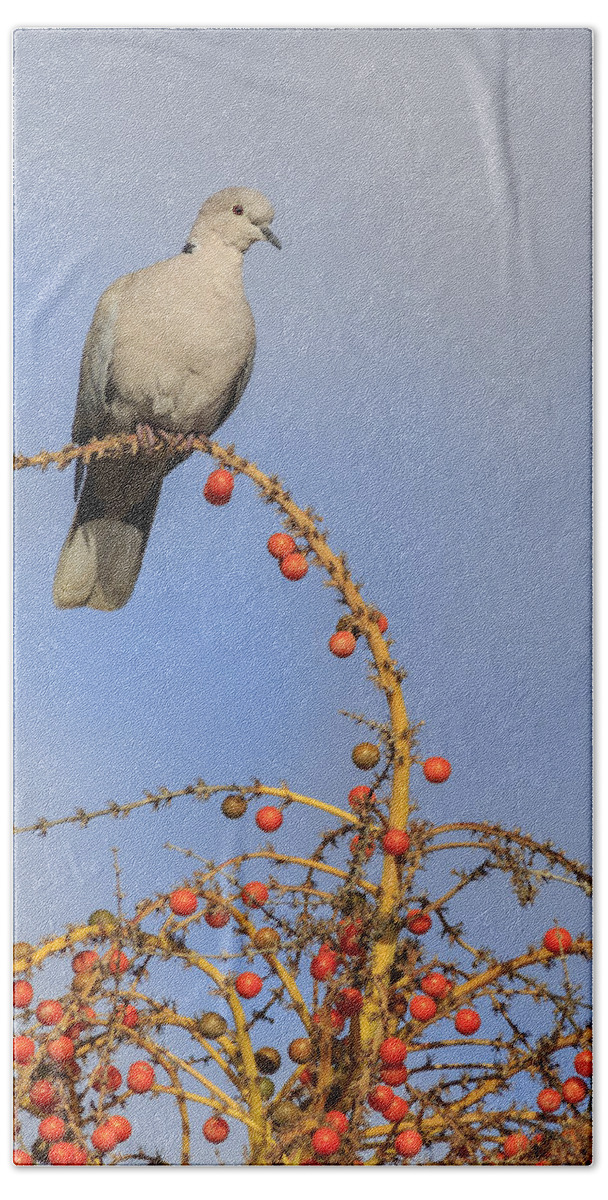 Beautiful Beach Towel featuring the photograph Collard Dove by Chris Smith
