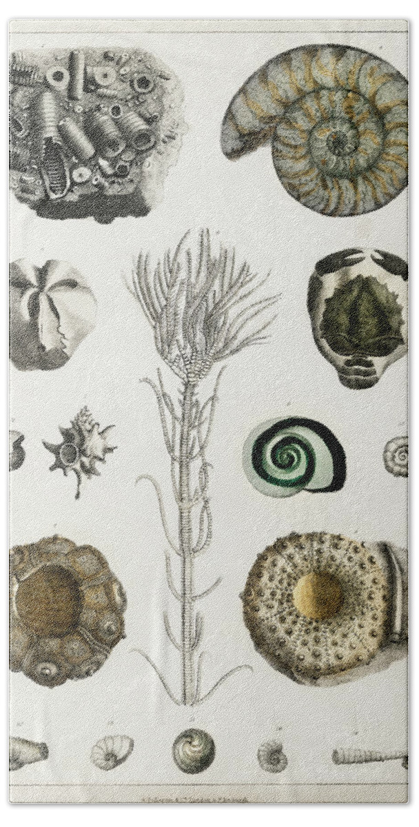 Wildlife Beach Towel featuring the painting Collection of various illustrated fossils by Vincent Monozlay