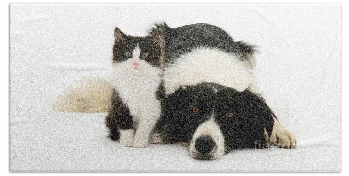 Border Collie Beach Towel featuring the photograph Collie Folly by Warren Photographic