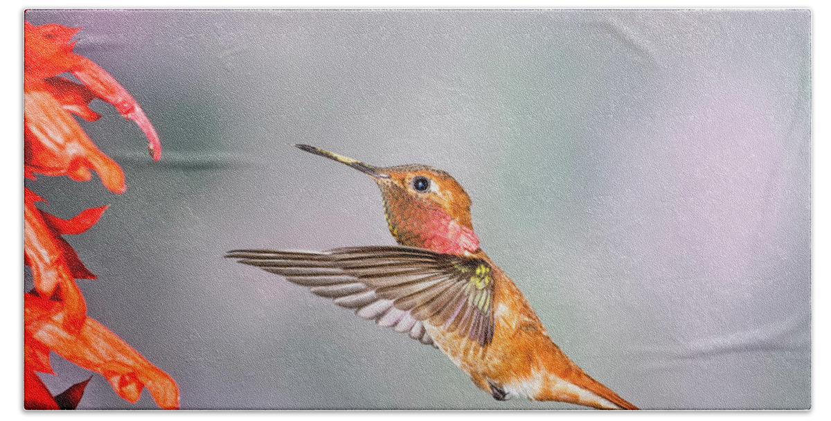 Rufus Hummingbird Beach Towel featuring the photograph Color of the Day by Peg Runyan