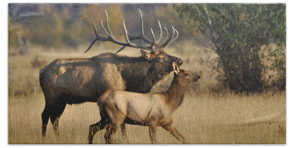 Nature Beach Towel featuring the photograph Colorado Elk by Nava Thompson