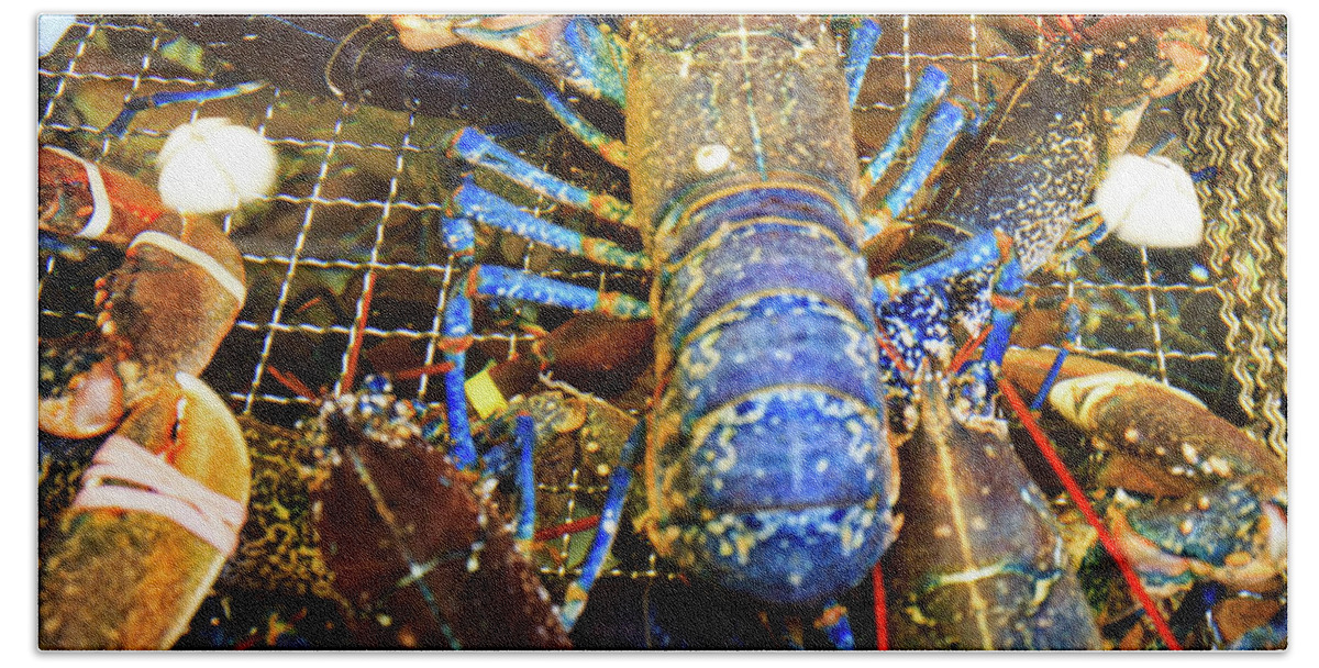 Lobster Beach Towel featuring the photograph Colorful Blue Lobster by Allan Levin