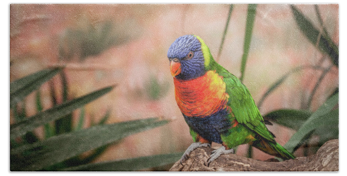 Animal Beach Towel featuring the photograph Colorful Lory Bird by Tim Abeln
