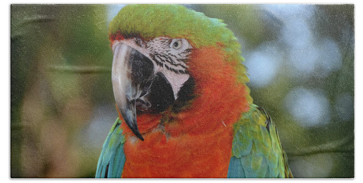 Macaw Beach Towel featuring the photograph Colorful Macaw Looking Left by Artful Imagery