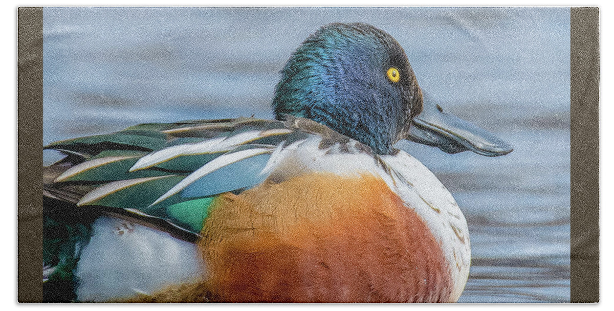 20170128 Beach Towel featuring the photograph Colorful Male Northern Shoveler Close-Up by Jeff at JSJ Photography