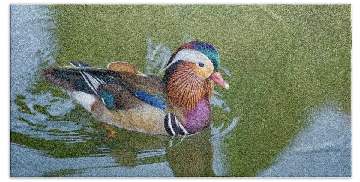 Colorful Mandarin Duck 2 Beach Towel featuring the photograph Colorful mandarin duck 2 by Lynn Hopwood