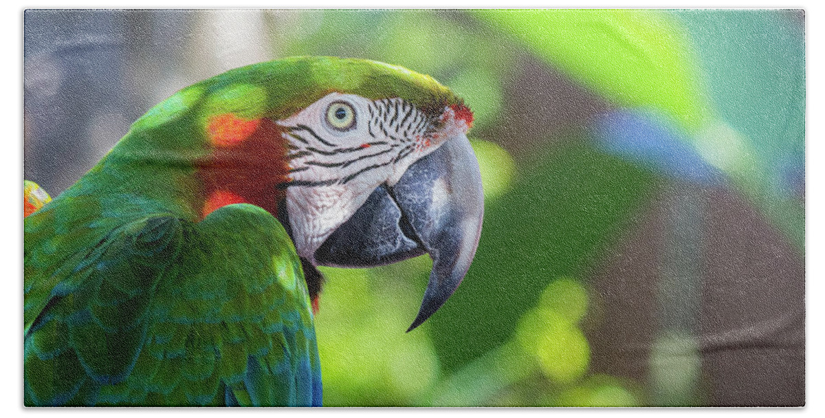 Ambient Light Beach Towel featuring the photograph Colorful Parrot in Bright Sunlight by Liesl Walsh