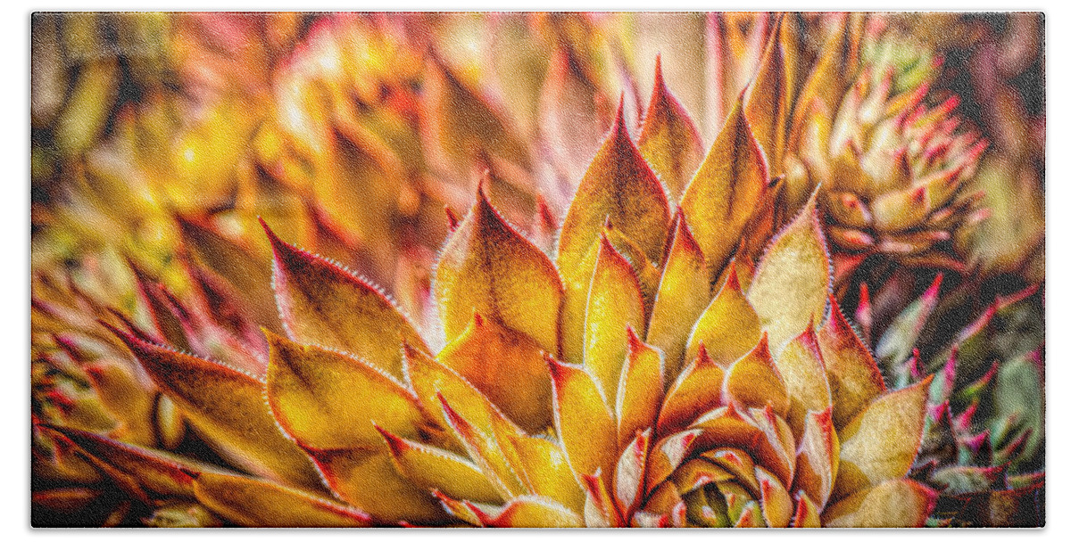 Colorful Succulents Plant Beach Towel featuring the photograph Colorful succulent close up by Lilia D