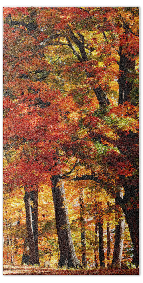 Fall Beach Towel featuring the photograph Colors of Fall by William Selander