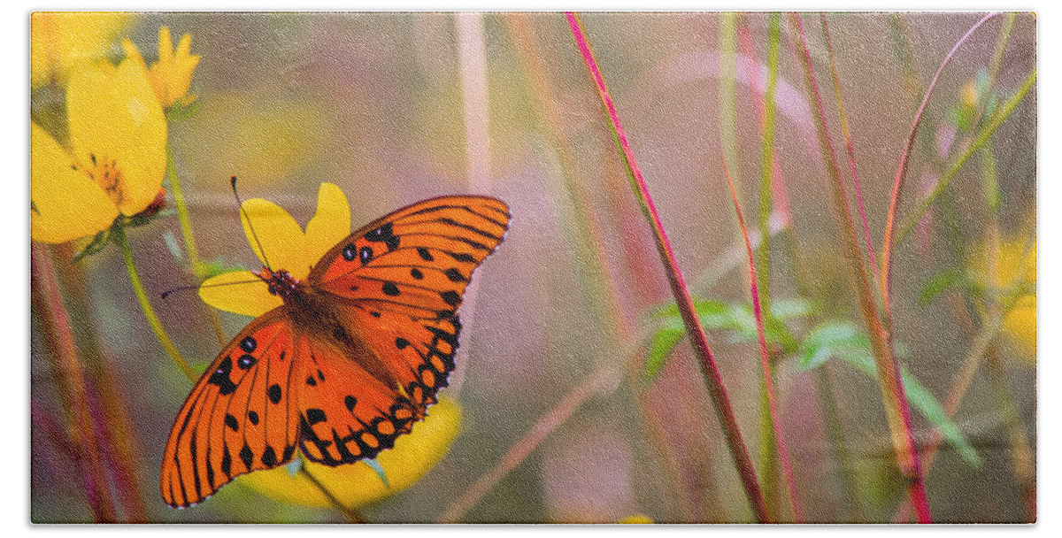 Butterfly Beach Towel featuring the photograph Colors of Summer by Parker Cunningham