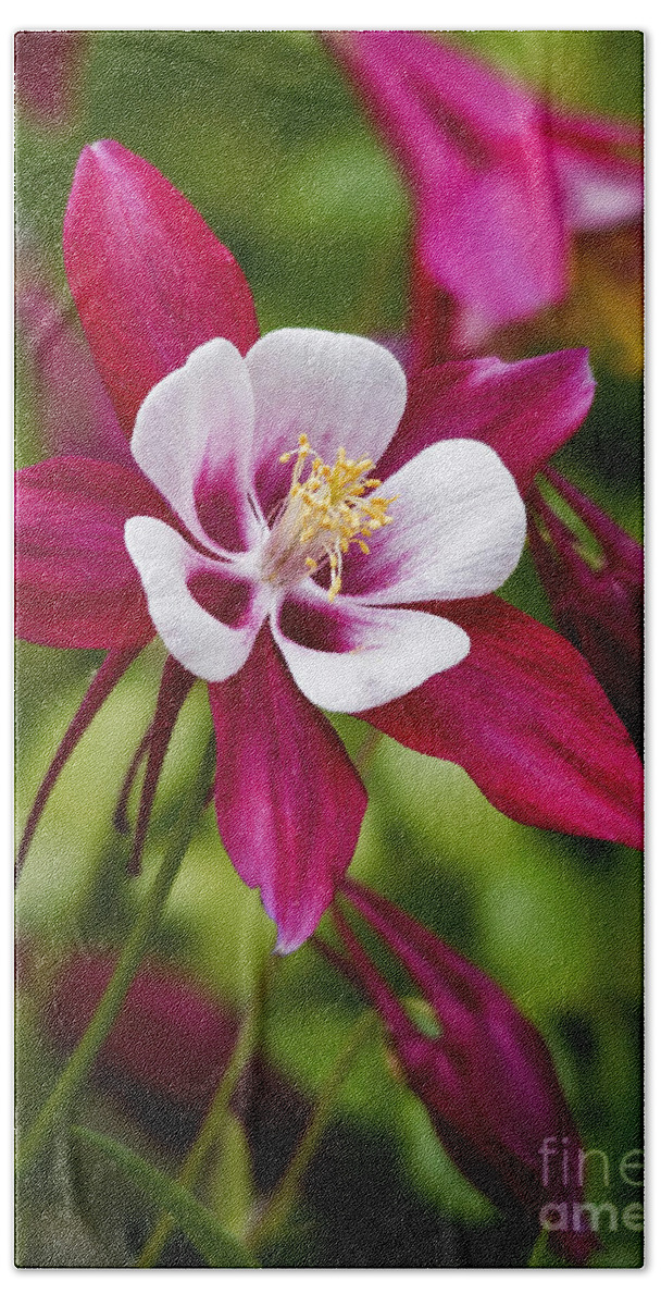 Columbine Beach Towel featuring the photograph Columbine by Emma England