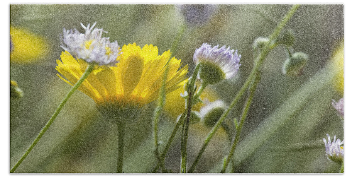 Spring Beach Towel featuring the photograph Coming up Daisies by Sue Cullumber