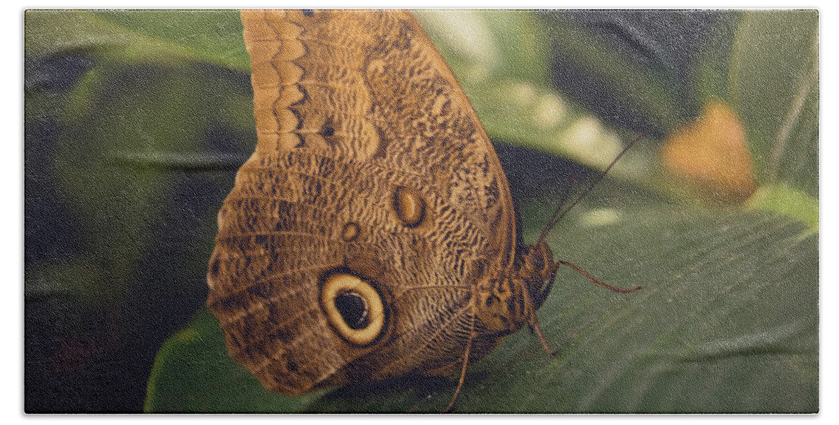 Butterfly Beach Towel featuring the photograph Common Buckeye Butterfly by Pamela Williams