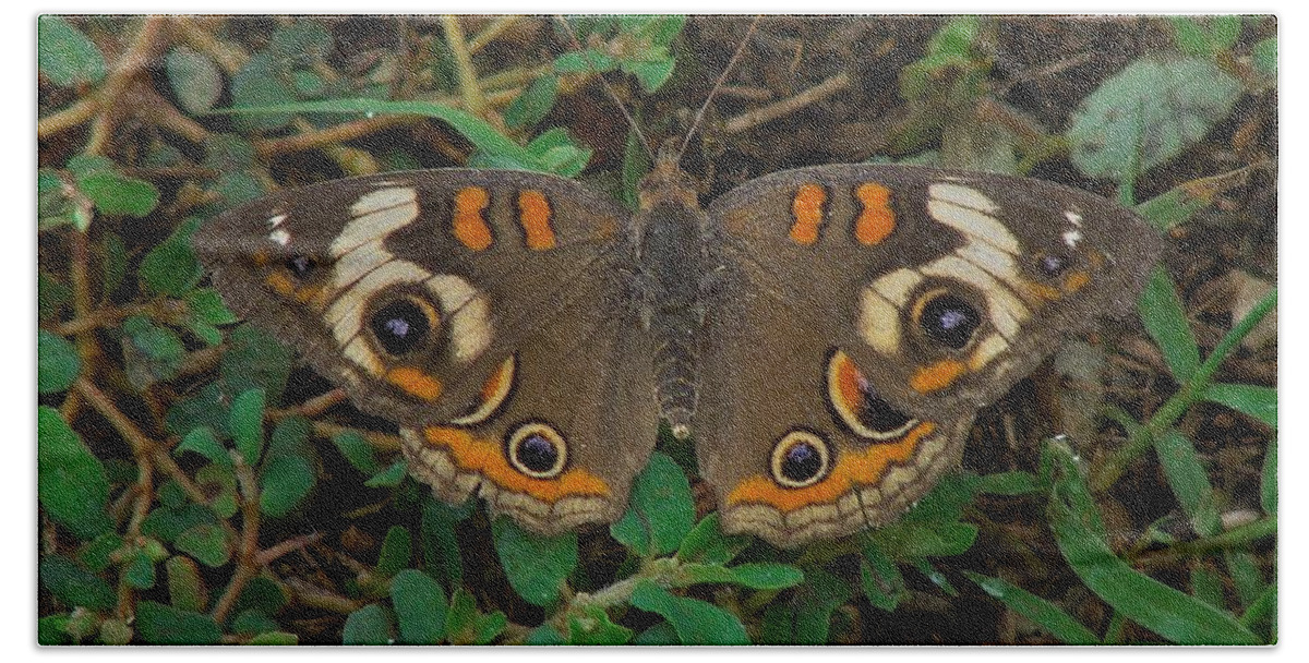 Insect Beach Towel featuring the photograph Common Buckeye by Carl Moore