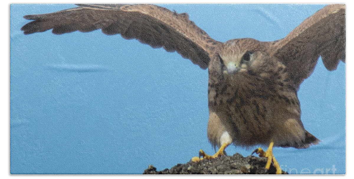 Animal Beach Towel featuring the photograph Common kestrel Juvenile - Falco tinnunculus by Jivko Nakev