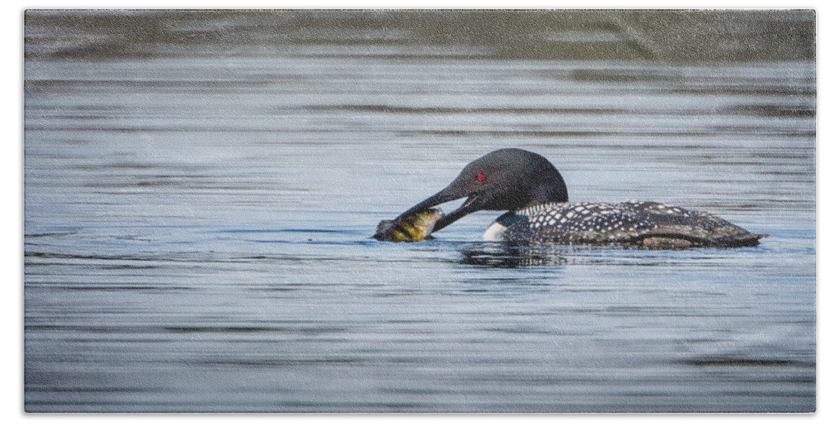 Loon Beach Sheet featuring the photograph Common Loon by Bill Wakeley