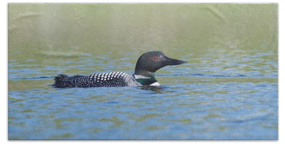 Common Beach Sheet featuring the photograph Common Loon by Michael Peychich