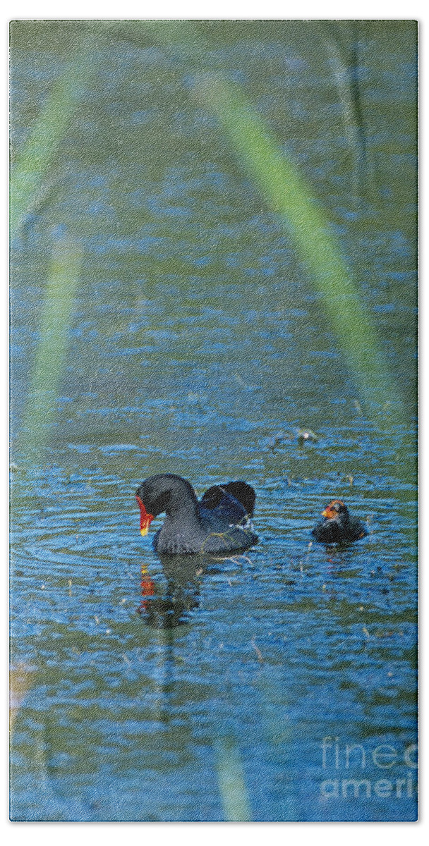 Moorhen Beach Towel featuring the photograph Common Moorhen and her baby by John Harmon