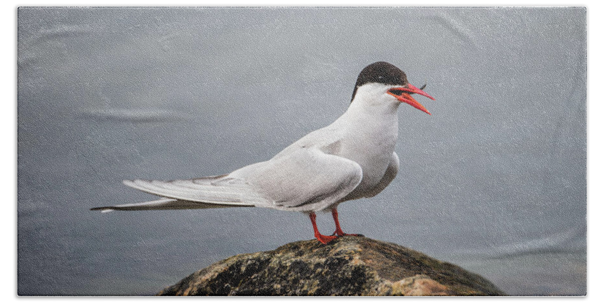 Common Tern Beach Towel featuring the photograph Common Tern by Torbjorn Swenelius