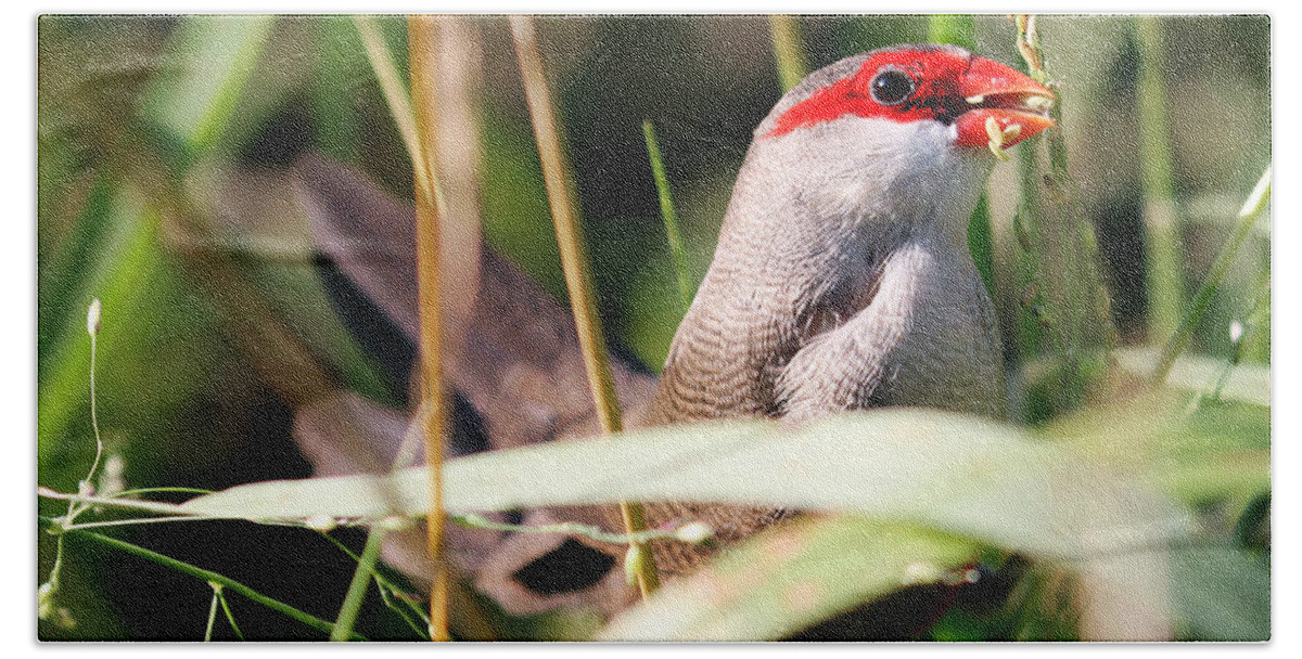 Common Waxbill Upclose Beach Towel featuring the photograph Common Waxbill Upclose by Jennifer Robin