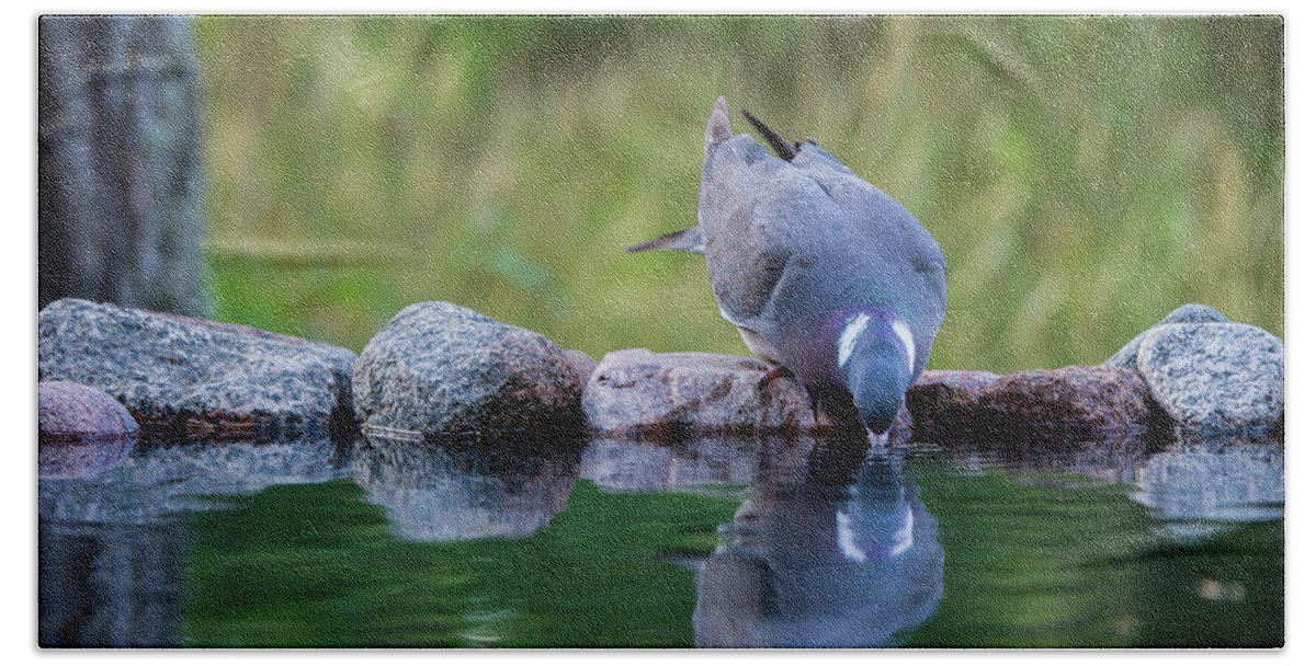 Common Wood Pigeon Beach Towel featuring the photograph Common Wood Pigeon drinking at the waterhole from the front by Torbjorn Swenelius