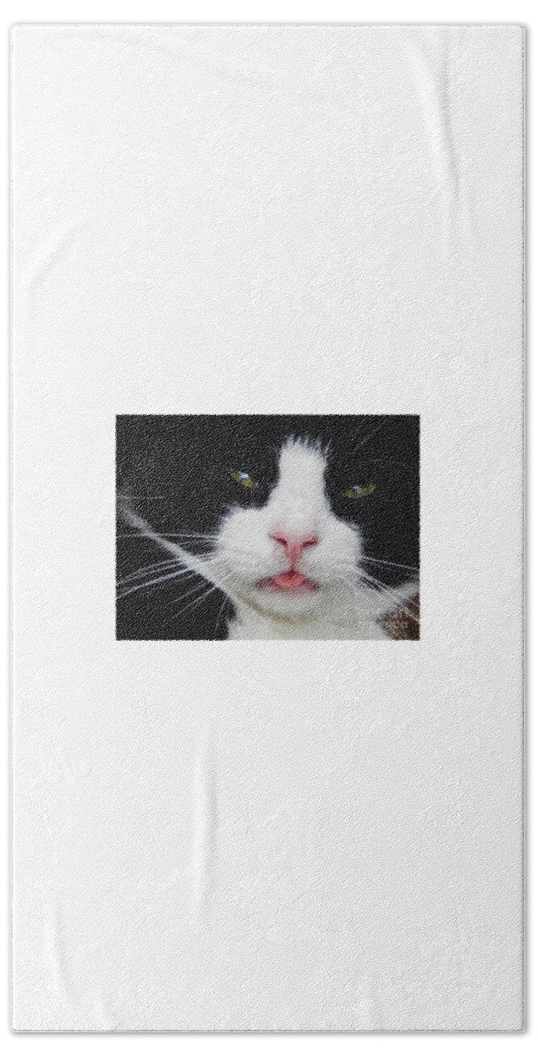 Cat Feline Pet Animal Mammal Nature Whiskers Tongue Comical Funny Care Love Black White Cat-eyes Emotion Beach Towel featuring the photograph Contentment by Jan Gelders