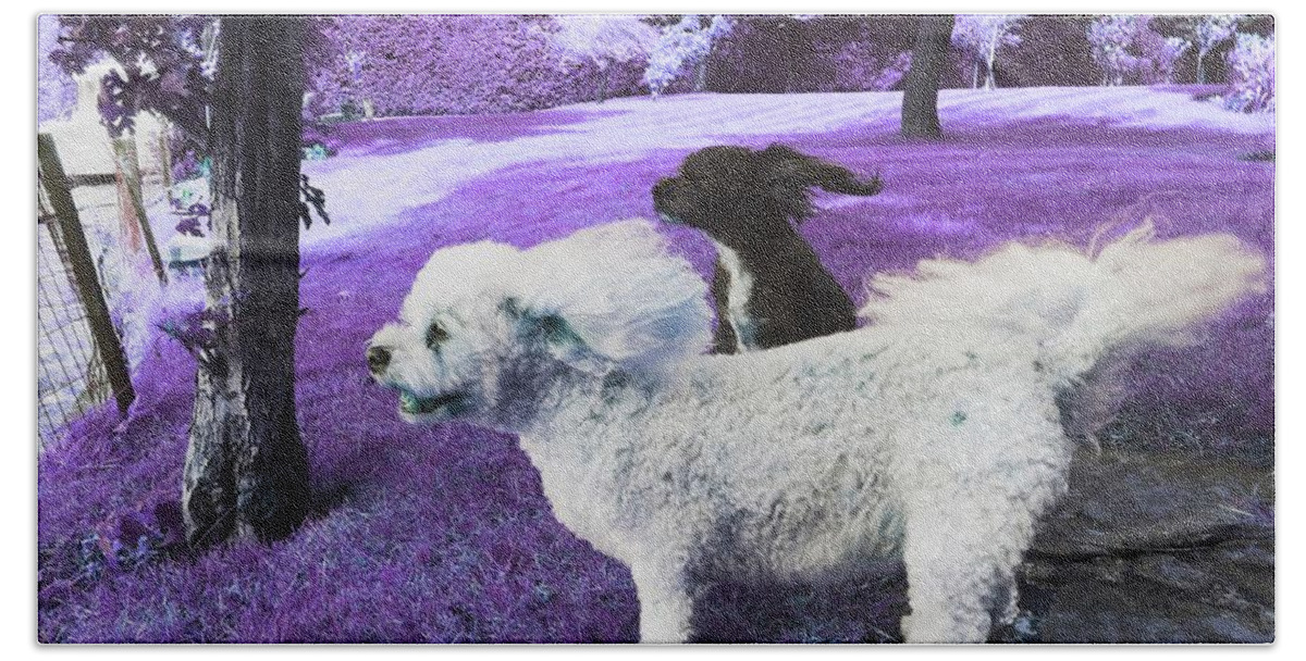 Dog Beach Towel featuring the photograph Cool Breeze In Violet by Rowena Tutty