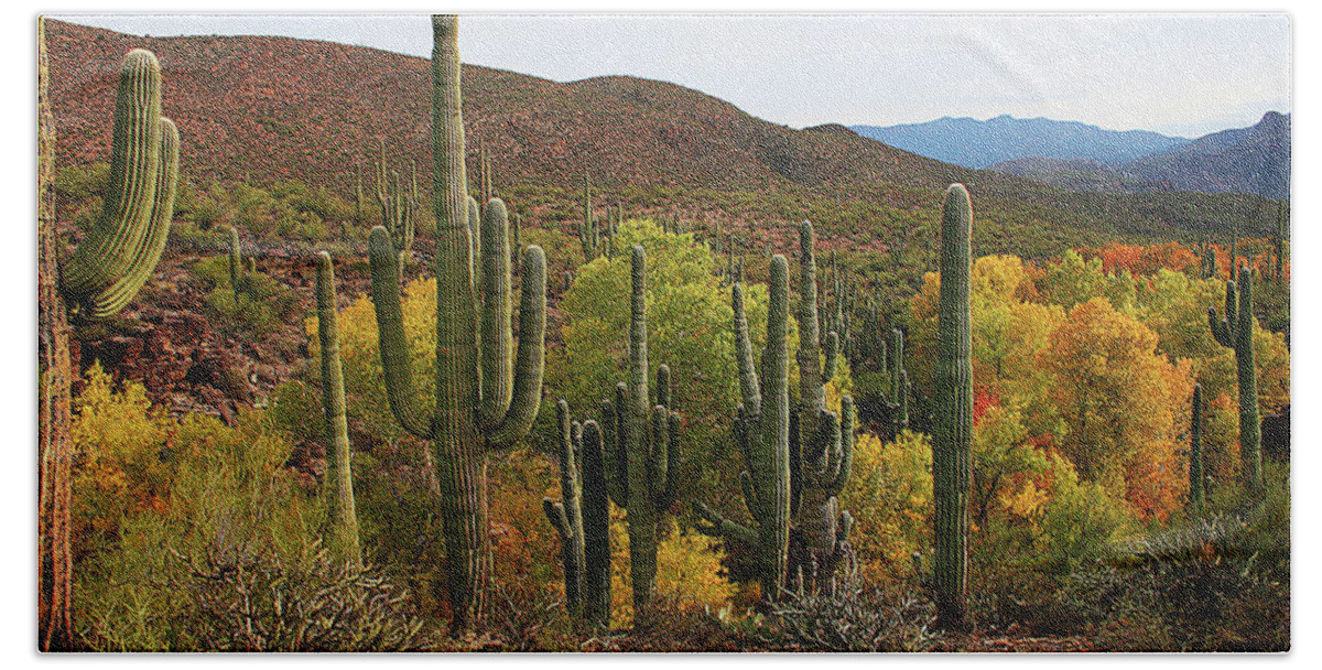 Coon Creek With Saguaros Beach Sheet featuring the digital art Coon Creek With Saguaros And Cottonwood, Ash, Sycamore Trees With Fall Colors by Tom Janca