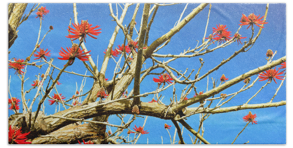 Spring Beach Towel featuring the photograph Coral Tree by Alison Frank