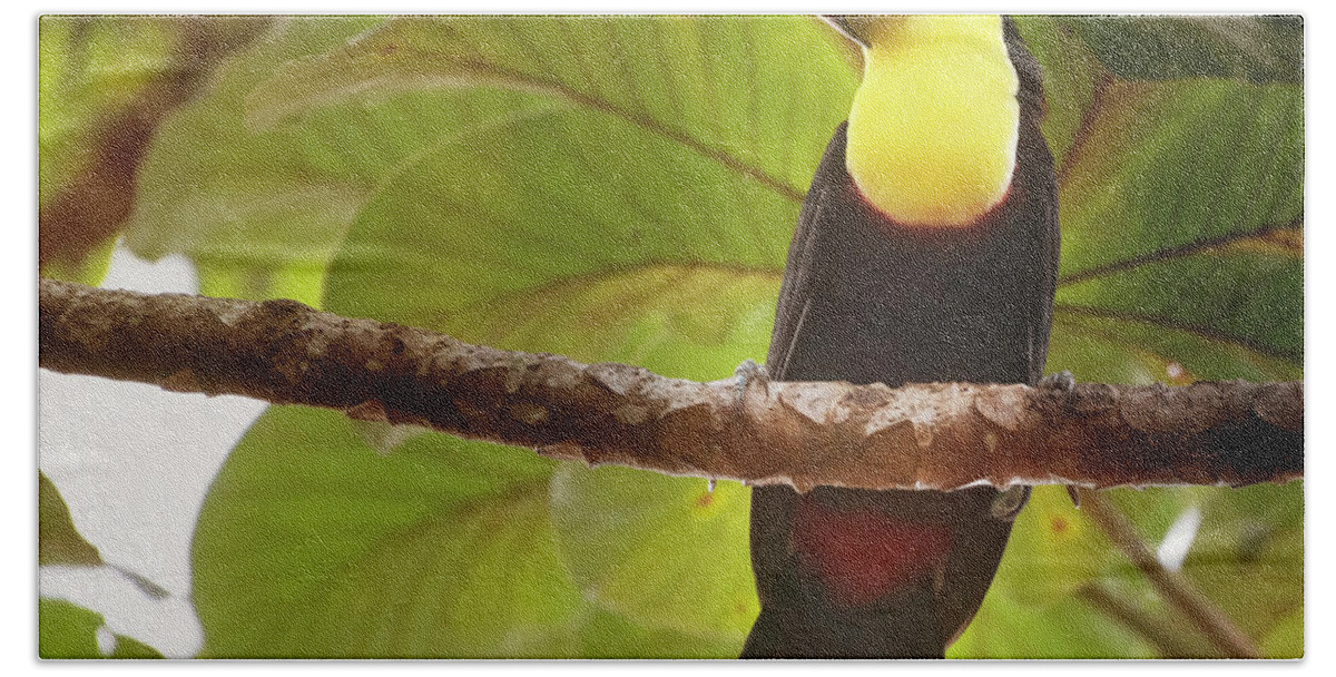 Joan Carroll Beach Towel featuring the photograph Costa Rican Toucan by Joan Carroll