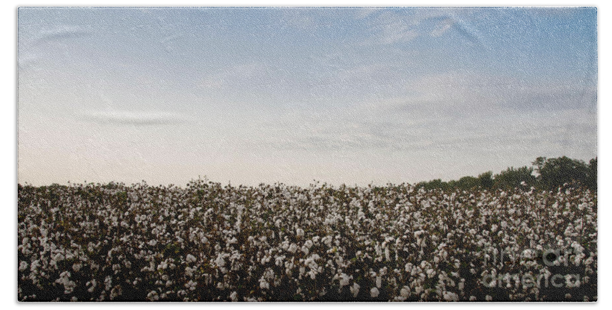 Fluffy Beach Sheet featuring the photograph Cotton Field 2 by Andrea Anderegg