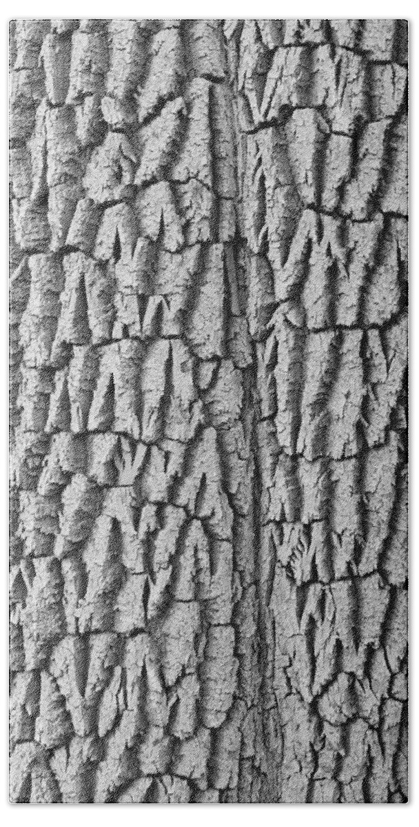Texture Prints Beach Towel featuring the photograph Cottonwood Tree Texture Black and White Print by James BO Insogna