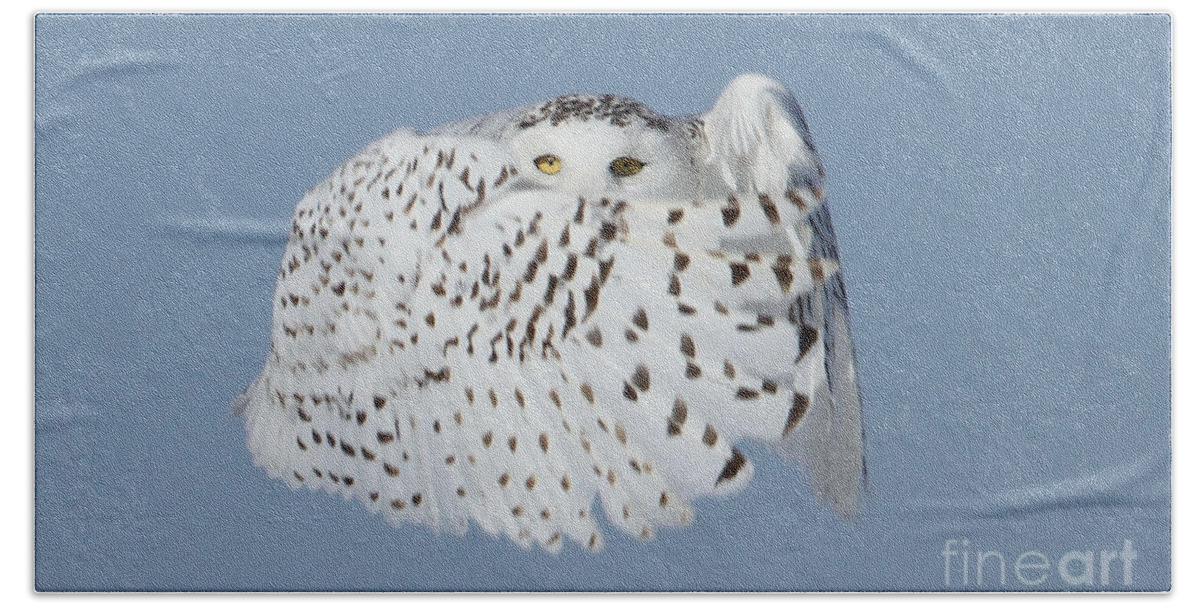 Snowy Owls Beach Sheet featuring the photograph Countess Snowy by Heather King
